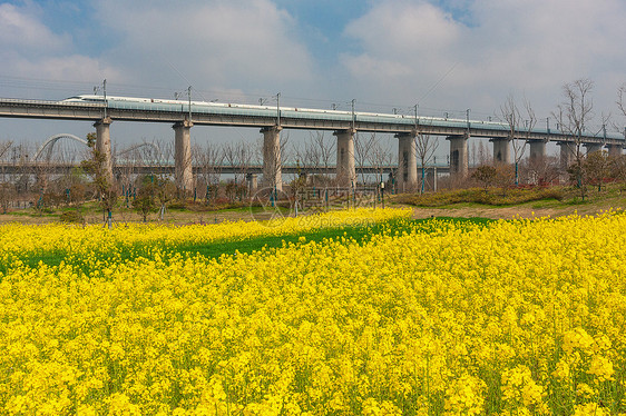 油菜花图片