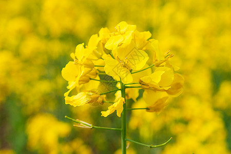 油菜花图片