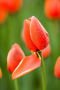 春天的郁金香花图片