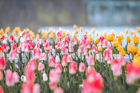 红色郁金香花春天的郁金香花背景