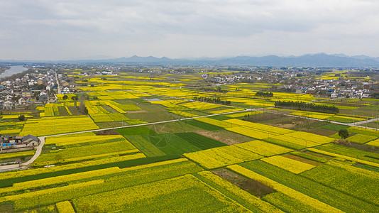 安徽歙县安徽泾县春季风光盛开的油菜花背景