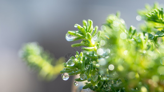 春天雨水水珠图片