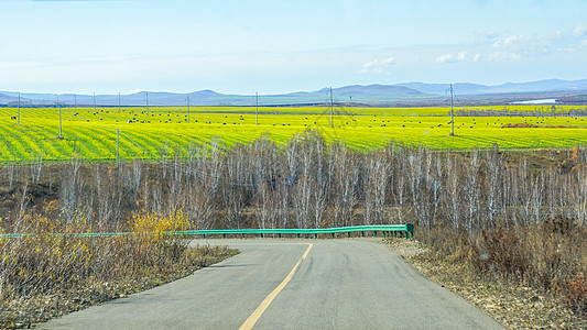 公路尽头的油菜花田图片