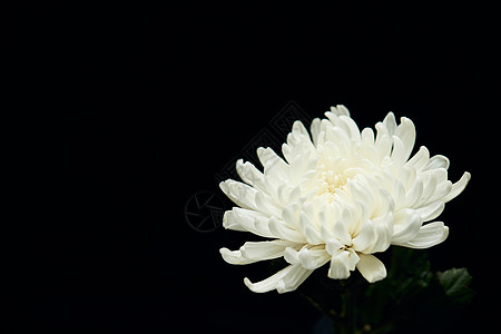 白菊菊花清明节静物白色菊花背景
