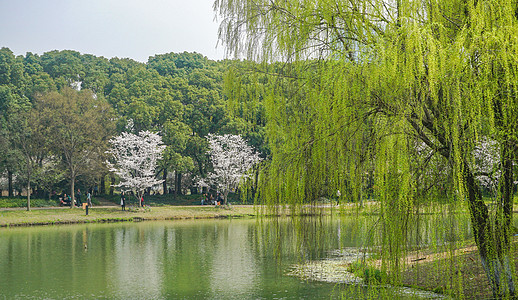 湖边垂柳背景图片