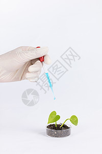 添加营养液科学研究发芽的植物图片