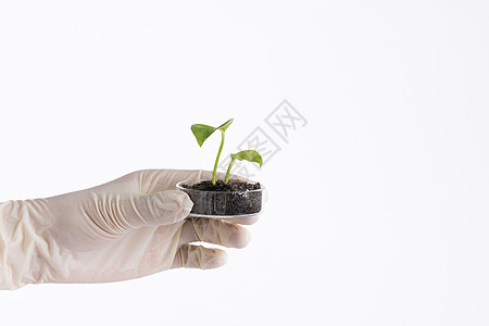 一只手拿着培养皿中培育的植物图片