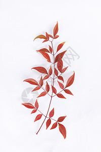 植物树叶背景素材红色的叶子图片