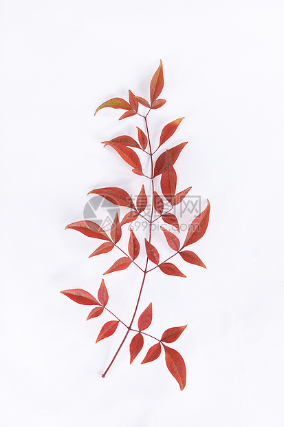 植物树叶背景素材红色的叶子图片
