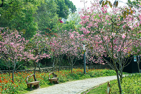 樱花小道樱花小道高清图片