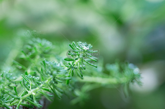 春天雨水水珠图片