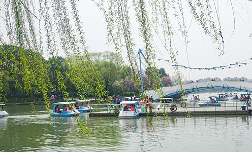 柳叶飞扬春分户外游湖踏青春游背景