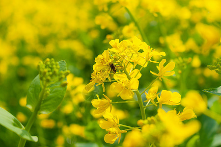 蜜蜂与油菜花图片