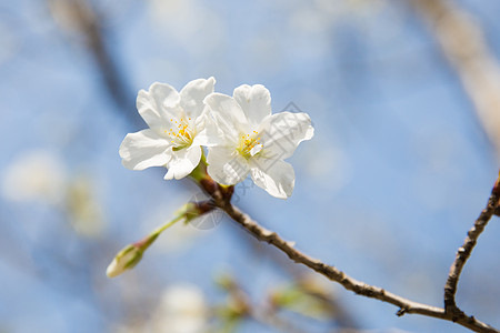 白色樱花盛开图片
