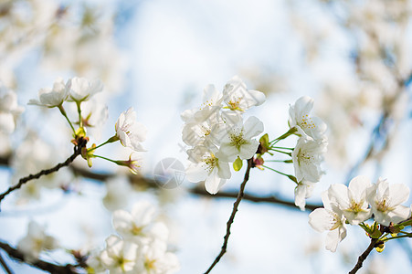 初开的白色樱花图片