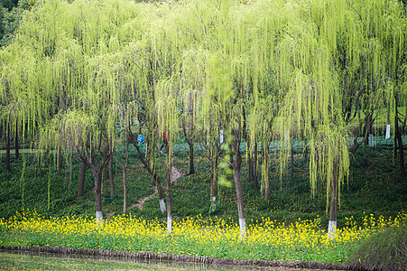 柳树与油菜花背景图片