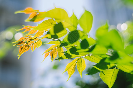 绿色树叶子嫩芽春分 春意背景