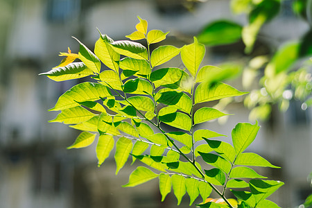 绿色树叶子嫩芽春分 春意背景