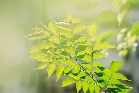 绿色树叶子嫩芽春分 春意背景