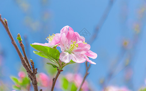 海棠花图片