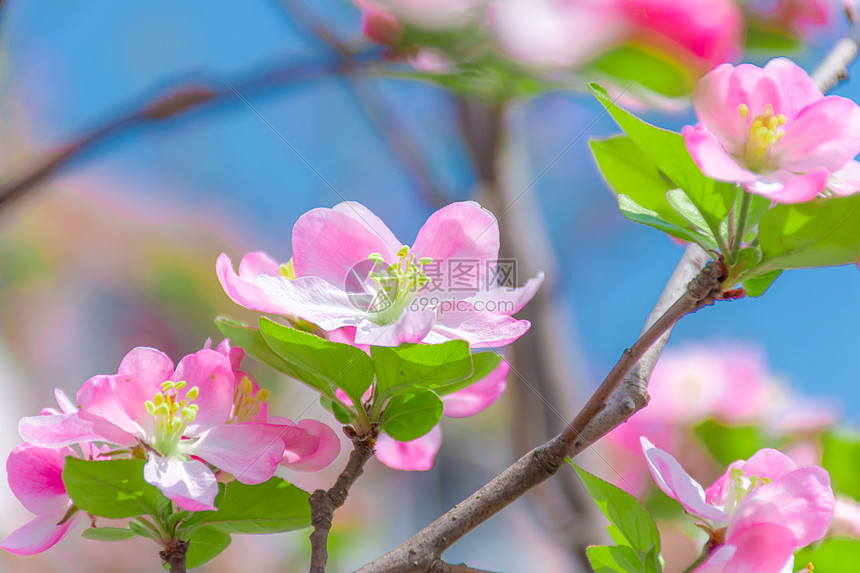 照片 自然风景 春色满园 海棠花.