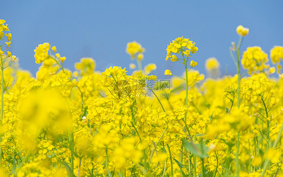 油菜花图片