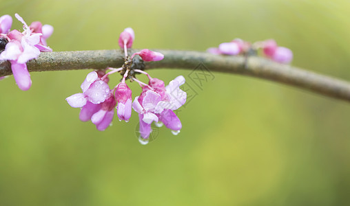 雨后紫荆花雨后花朵高清图片