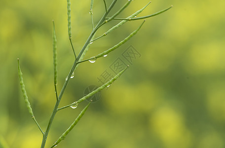 雨中绿植图片