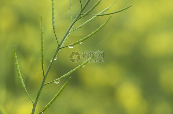 雨中绿植图片