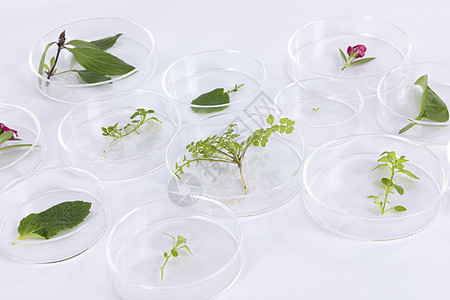 培养皿中放置着植物样品图片