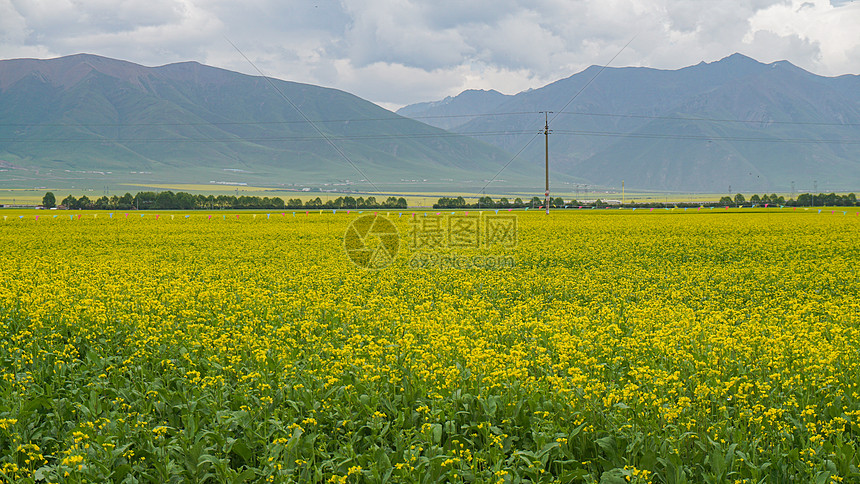 春天油菜花盛开的季节图片