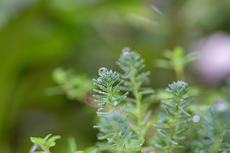 植物上的雨水背景图片