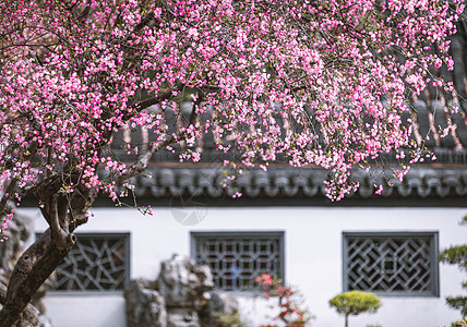 踏春赏花南京春天莫愁湖公园的海棠花背景