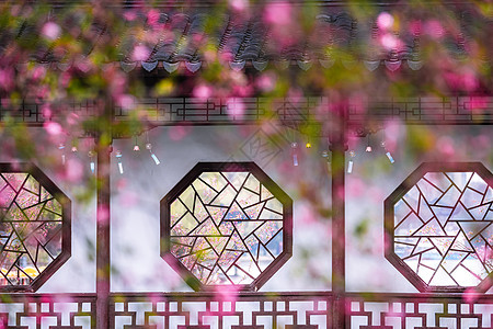 南京春天莫愁湖公园的海棠花图片