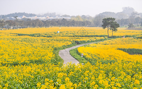 南京高淳国际慢城春天的油菜花田图片