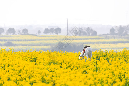 踏春赏花南京高淳国际慢城春天的油菜花田背景