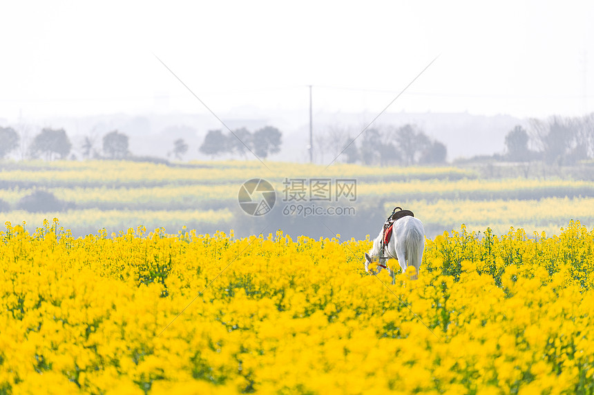 南京高淳国际慢城春天的油菜花田图片