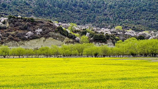 江南田园风光西藏林芝波密桃花田园风光背景