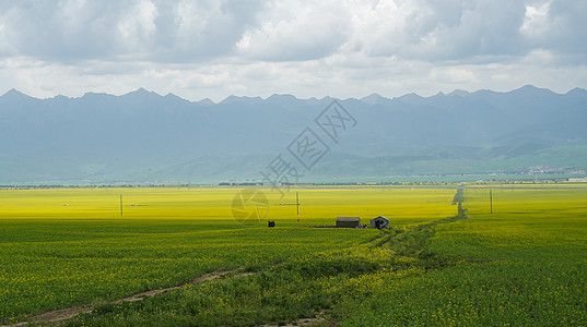 青海互助青海门源油菜花风光背景