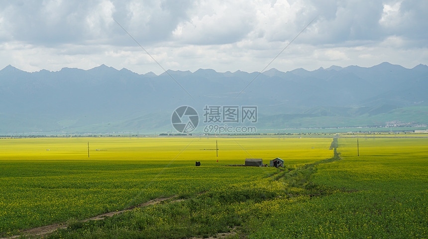 青海门源油菜花风光图片