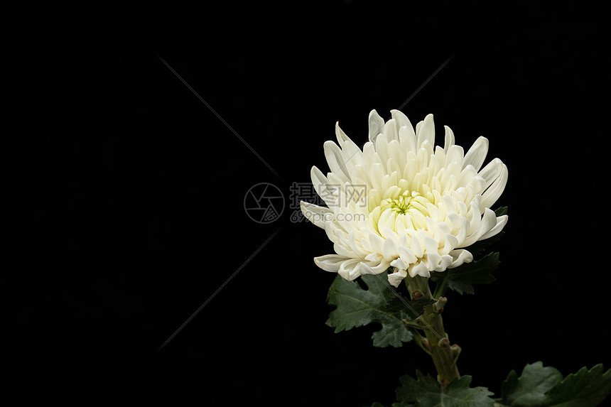 清明节菊花静物白菊花
