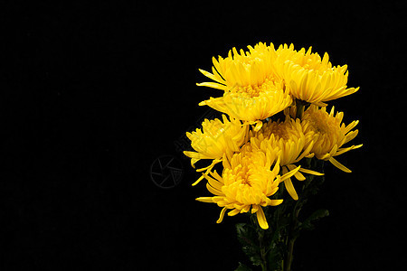 黄色花卉菊花金丝菊图片