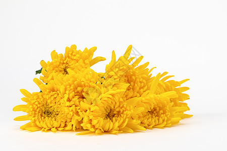 黄色花卉菊花金丝菊背景图片