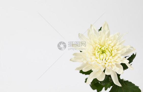 清明节菊花静物白菊花图片