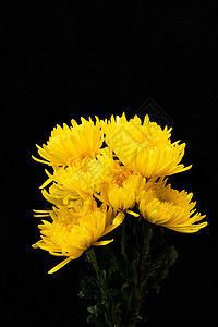 黄色花卉菊花金丝菊背景图片