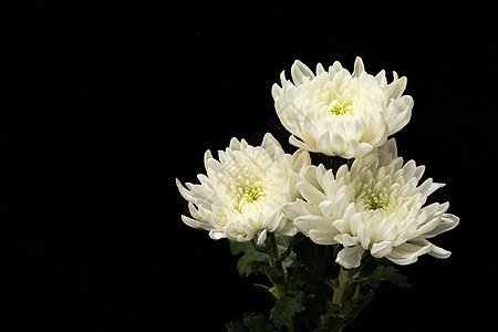 清明节菊花静物白菊花图片