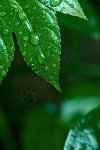 立冬节气海报带雨珠的叶子背景