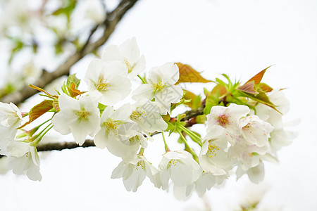 逆光下的白色樱花与绿叶背景图片