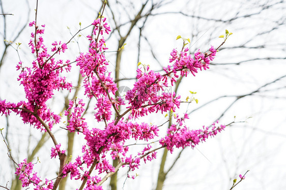 黄山紫荆图片
