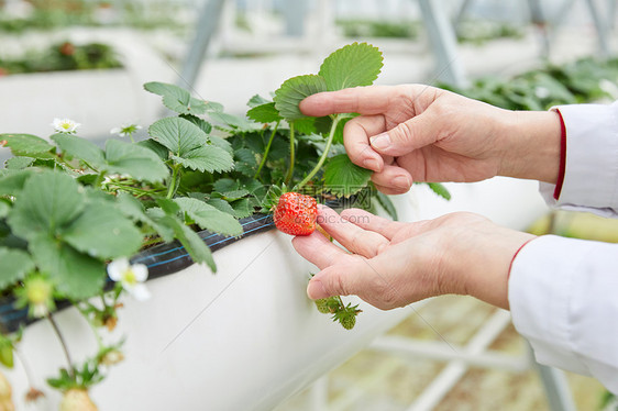 农业科研人员观察草莓生长图片